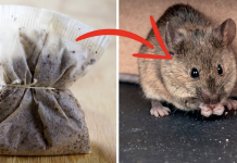 This Simple Thing Can Help You to Get Rid of Spiders and Mice , once and for all!