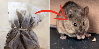 This Simple Thing Can Help You to Get Rid of Spiders and Mice , once and for all!