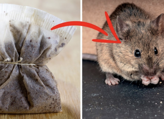 This Simple Thing Can Help You to Get Rid of Spiders and Mice , once and for all!
