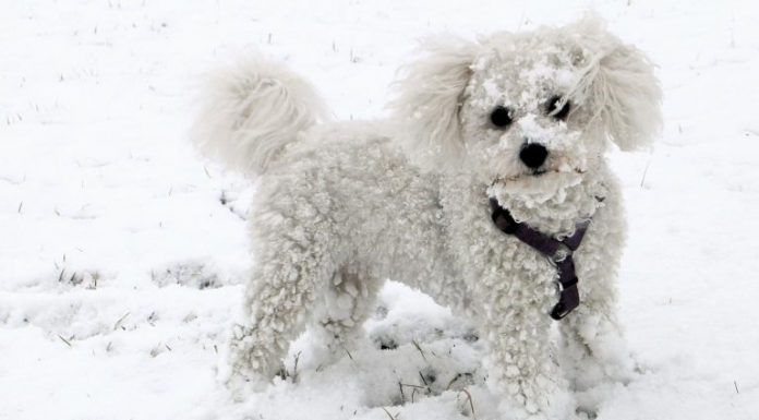 Awesome News : New law makes leaving dogs out in the cold a crime.