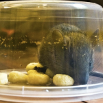 6 clever ways to get rid of mice that actually work!
