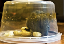 6 clever ways to get rid of mice that actually work!