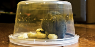 6 clever ways to get rid of mice that actually work!