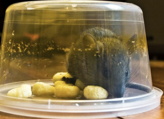 6 clever ways to get rid of mice that actually work!