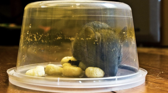 6 clever ways to get rid of mice that actually work!