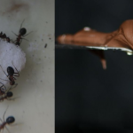 Want To Get Rid Of Ants, Fleas, And Other Pests From Your Home? All You Need Is 1 Ingredient