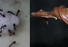 Want To Get Rid Of Ants, Fleas, And Other Pests From Your Home? All You Need Is 1 Ingredient