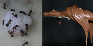 Want To Get Rid Of Ants, Fleas, And Other Pests From Your Home? All You Need Is 1 Ingredient