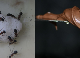 Want To Get Rid Of Ants, Fleas, And Other Pests From Your Home? All You Need Is 1 Ingredient
