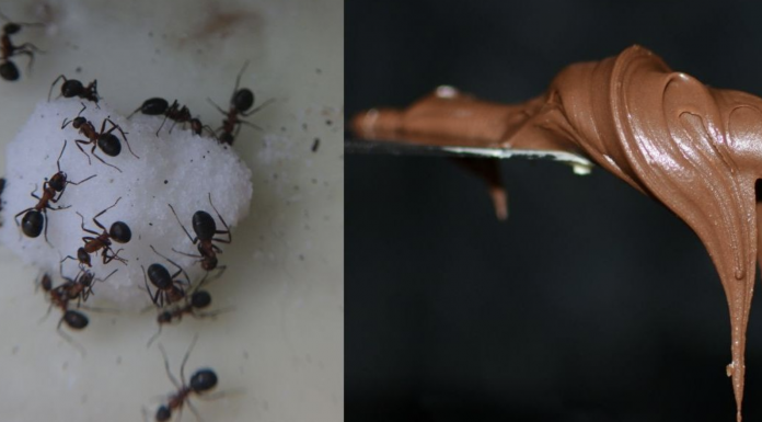 Want To Get Rid Of Ants, Fleas, And Other Pests From Your Home? All You Need Is 1 Ingredient