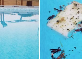 This Is The Fastest, Easiest Way To Get Bugs Out Of Your Pool