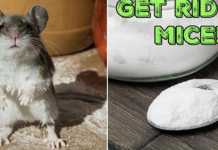 6 CLEVER WAYS TO GET RID OF MICE THAT ACTUALLY WORK