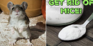 6 CLEVER WAYS TO GET RID OF MICE THAT ACTUALLY WORK