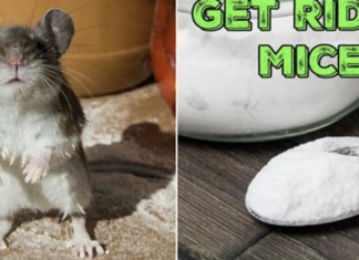 6 CLEVER WAYS TO GET RID OF MICE THAT ACTUALLY WORK