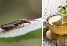 This Mom Came Up With The Most Genius Hack For Getting Rid Of Earwigs