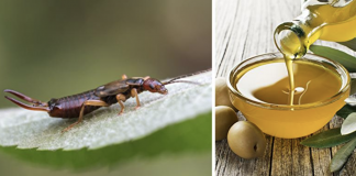 This Mom Came Up With The Most Genius Hack For Getting Rid Of Earwigs