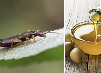 This Mom Came Up With The Most Genius Hack For Getting Rid Of Earwigs