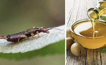 This Mom Came Up With The Most Genius Hack For Getting Rid Of Earwigs