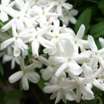 Jasmine-680×481