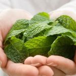 mint_leaves