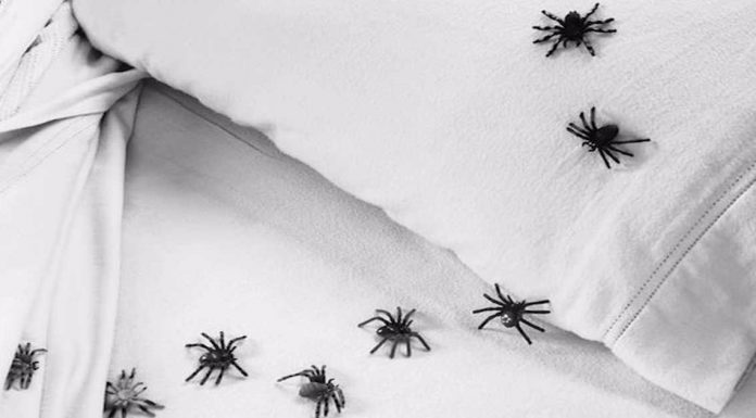 7 Method To Keep Spiders Away From Your Bed