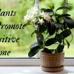 Here Are The Plants That Has The Ability To Make Your House Cleaner