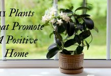 Here Are The Plants That Has The Ability To Make Your House Cleaner