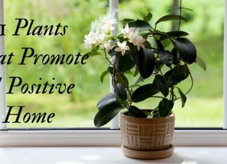 Here Are The Plants That Has The Ability To Make Your House Cleaner