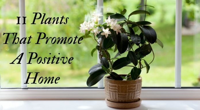 Here Are The Plants That Has The Ability To Make Your House Cleaner