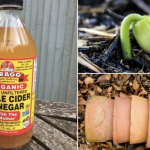 Here Are Some Effective Uses For Apple Cider Vinegar In Your Garden
