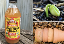 Here Are Some Effective Uses For Apple Cider Vinegar In Your Garden