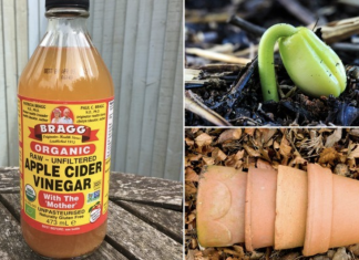 Here Are Some Effective Uses For Apple Cider Vinegar In Your Garden