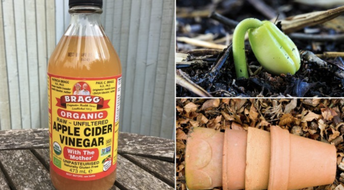 Here Are Some Effective Uses For Apple Cider Vinegar In Your Garden