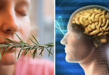 Sniff Rosemary to increase your memory