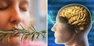 Sniff Rosemary to increase your memory