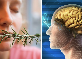 Sniff Rosemary to increase your memory