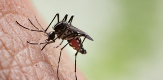 Everything you need to know about mosquitos and how to deal with them