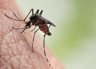 Everything you need to know about mosquitos and how to deal with them