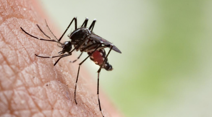 Everything you need to know about mosquitos and how to deal with them