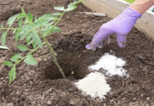 8 great and clever uses of epsom salt