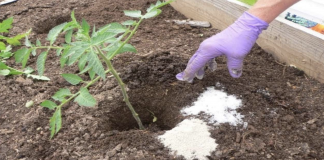 8 great and clever uses of epsom salt