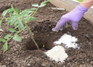 8 great and clever uses of epsom salt