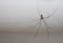 You have spiders in your house? Use these 9 methods to get rid of them