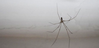 You have spiders in your house? Use these 9 methods to get rid of them