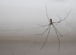 You have spiders in your house? Use these 9 methods to get rid of them
