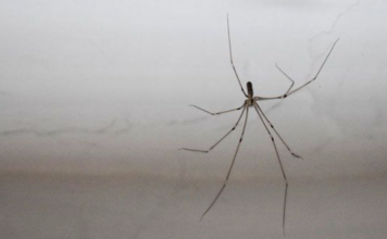 You have spiders in your house? Use these 9 methods to get rid of them