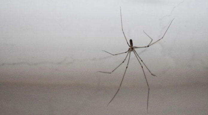 You have spiders in your house? Use these 9 methods to get rid of them