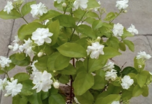 Reduce anxiety and depression by keeping a Jasmine plant in your room