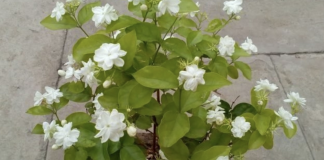 Reduce anxiety and depression by keeping a Jasmine plant in your room