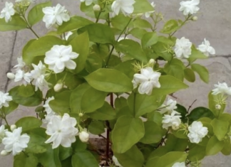Reduce anxiety and depression by keeping a Jasmine plant in your room